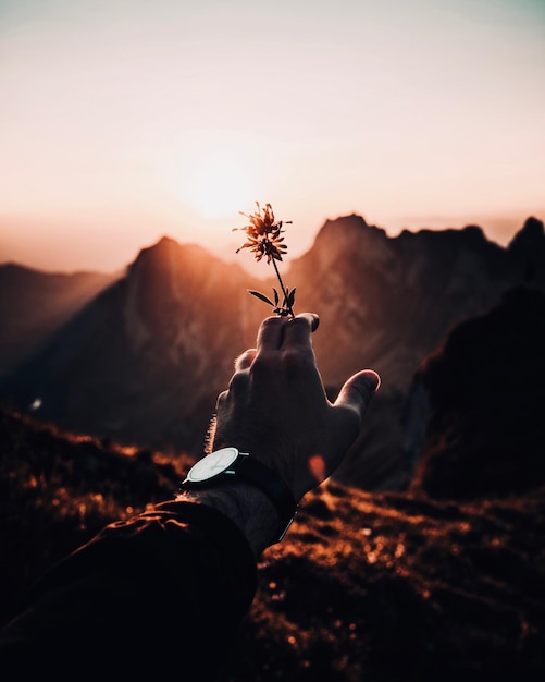 Beschnittene Hand eines Mannes, der während des Sonnenuntergangs eine Blume auf dem Berg gegen den Himmel hält