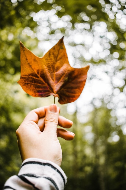 Beschnittene Hand hält ein Blatt an Bäumen