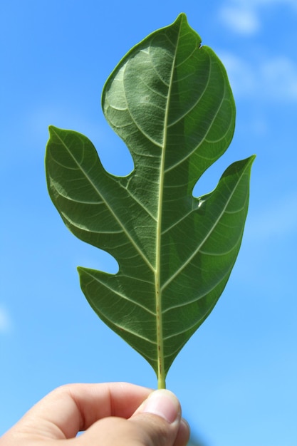 Beschnittene Hand hält ein Blatt gegen den Himmel