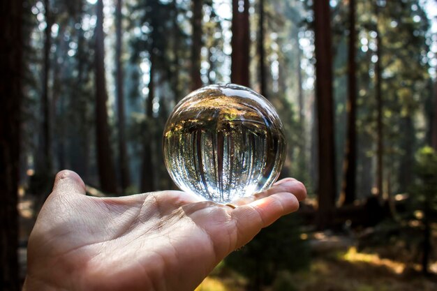 Beschnittene Hand hält eine Kristallkugel im Wald