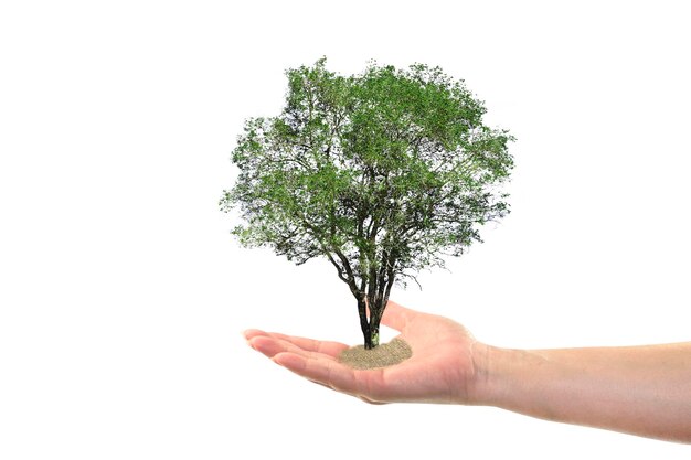 Foto beschnittene hand hält einen baum vor weißem hintergrund