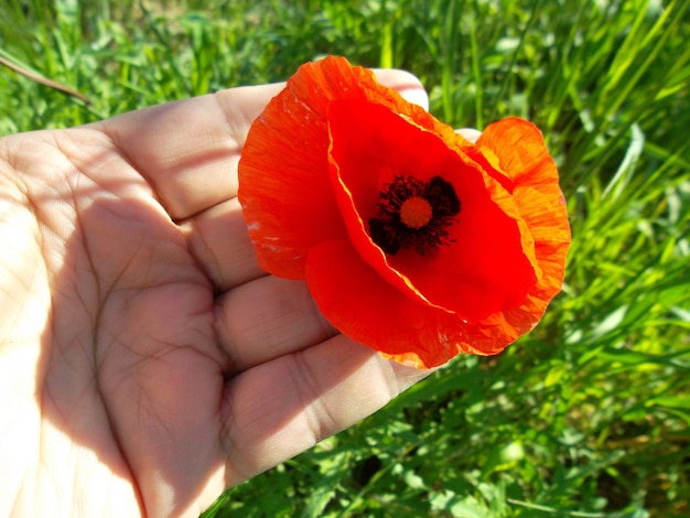 Foto beschnittene hand hält mohn auf dem feld