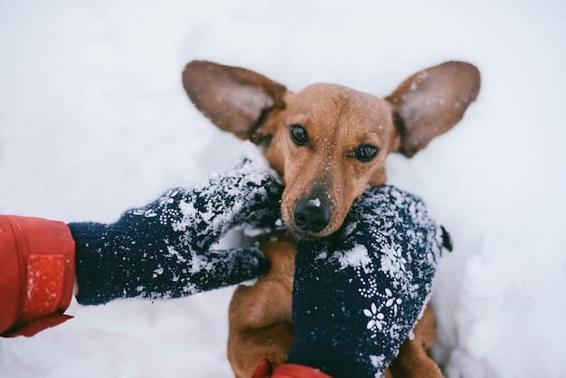 Foto beschnittene hand mit hund im winter