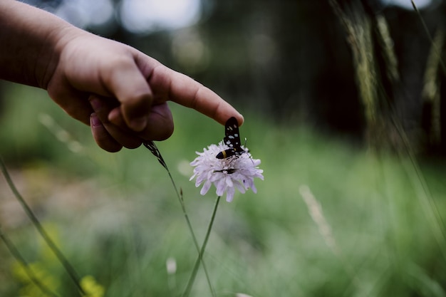 Beschnittene Kinderhände berühren einen Schmetterling auf einer Blume friedlicher Naturmoment