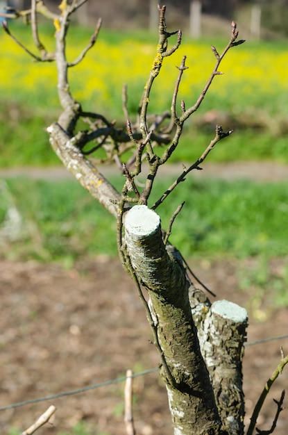 Beschnittener Birnbaumzweig mit antimykotischer Paste Landwirtschaft