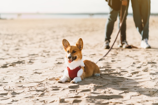 Beschnittenes Bild von Leuten, die im Strand mit Hund gehen.