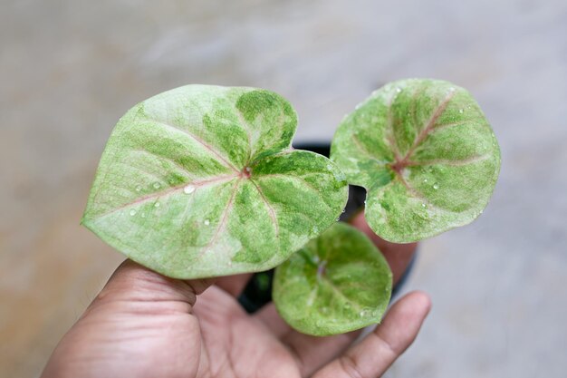 Foto beschnittenes blatt in der hand