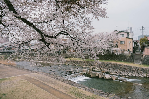 Foto besichtigung der kajibashi-brücke in der nähe des miyagawa-morgenmarktes in takayama, japan