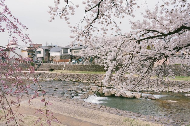 Foto besichtigung der kajibashi-brücke in der nähe des miyagawa-morgenmarktes in takayama, japan