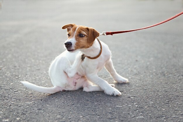 Besitzer, der Jack Russell Terrier Hund draußen geht