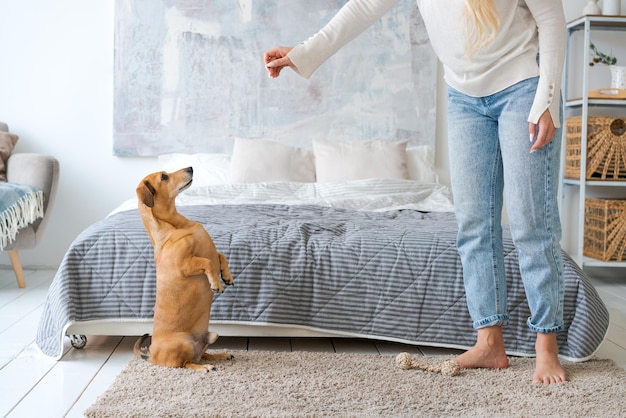 Besitzer, der zu Hause mit fröhlichem Hund spielt, glückliche junge Frau, die Spiele genießt