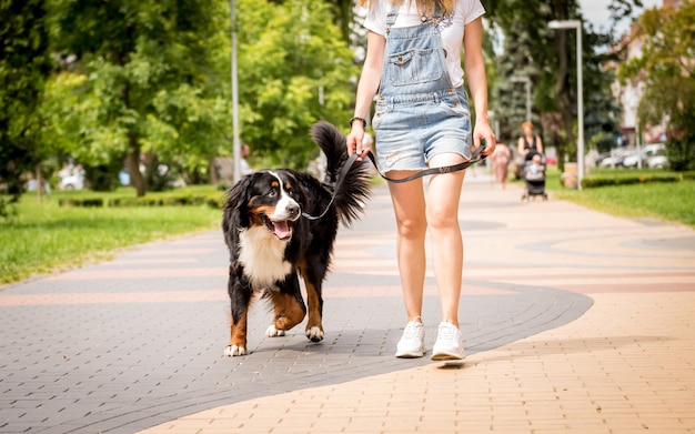 Besitzer geht mit dem Berner Sennenhund Hund im Park spazieren
