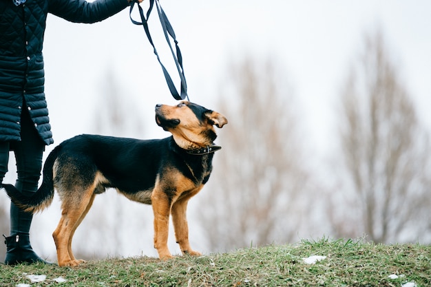 Besitzer geht mit dem Hund spazieren