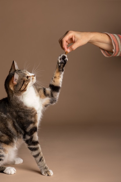 Foto besitzer gibt katze ein leckerli