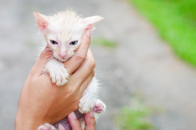 Besitzer hält nettes kleines Kätzchen zu Hause nach Bad Katze