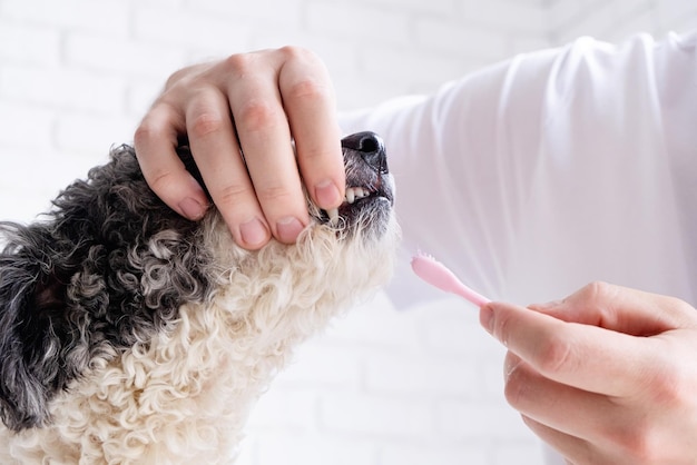Besitzer putzt zu Hause die Zähne eines süßen Hundes