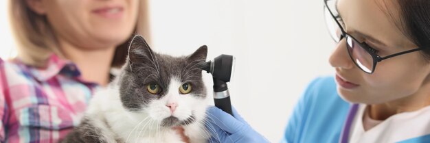 Besitzerfrau, die ihr Katzenhaustier an den Händen hält und Tierarzt überprüft Ohr mit Spezialwerkzeug