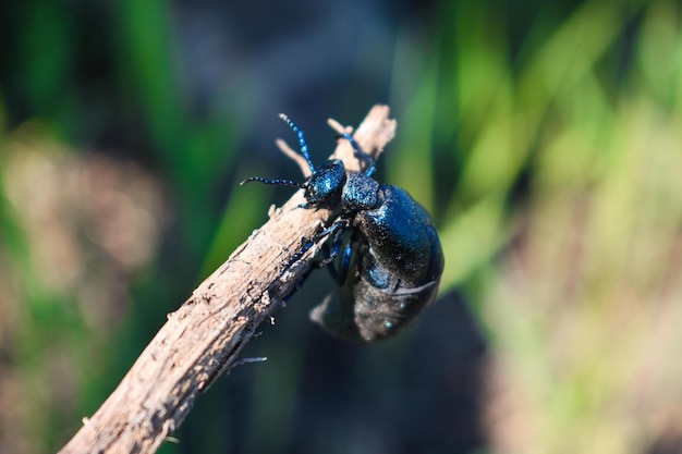 Besouro azul grande no verão
