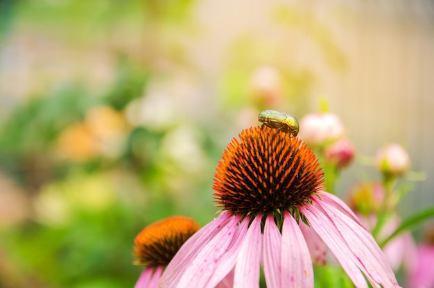 Besouro cetonia aurata sentado em flores perto do fundo da natureza Foco seletivo