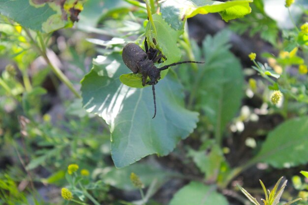 Besouro com antenas longas (Acanthocinus aedilis)