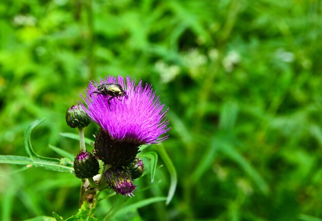 Besouro da forra na flor do cardo