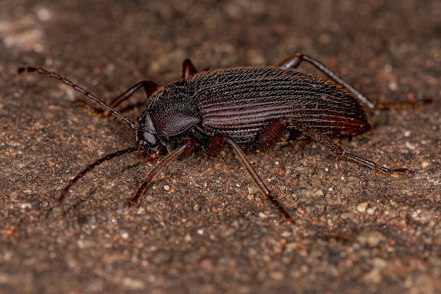 Besouro Darkling adulto com garras em pente da tribo Alleculini