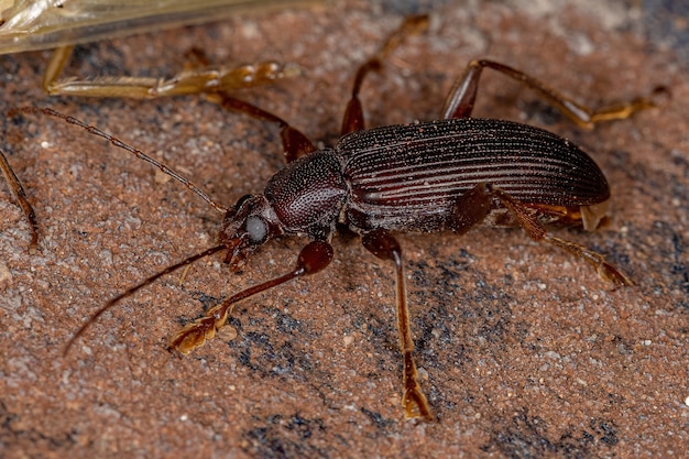 Besouro Darkling adulto com garras em pente da tribo Alleculini