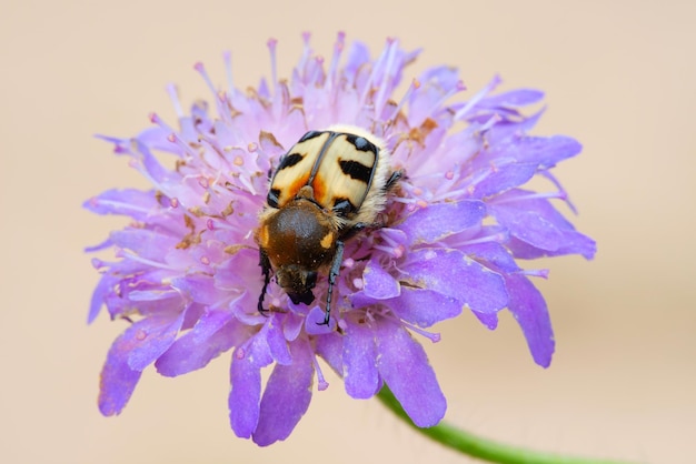 Besouro de abelha Trichius fasciatus em uma flor
