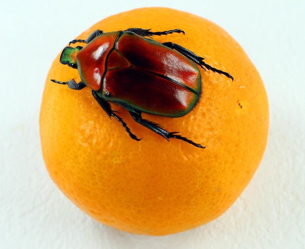 Besouro de flor vermelha Torynorrhina flammea em laranja. Criando besouros. Coleoptera, besouros em casa