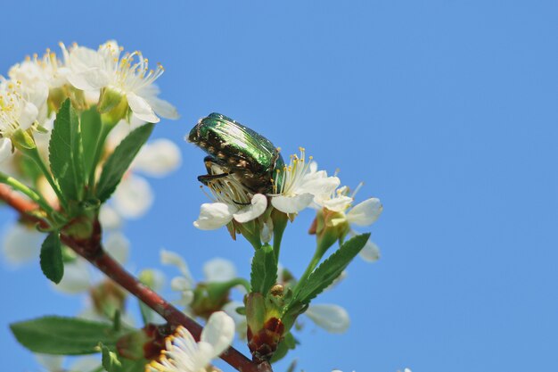 Besouro de maio em uma flor de alperce na primavera