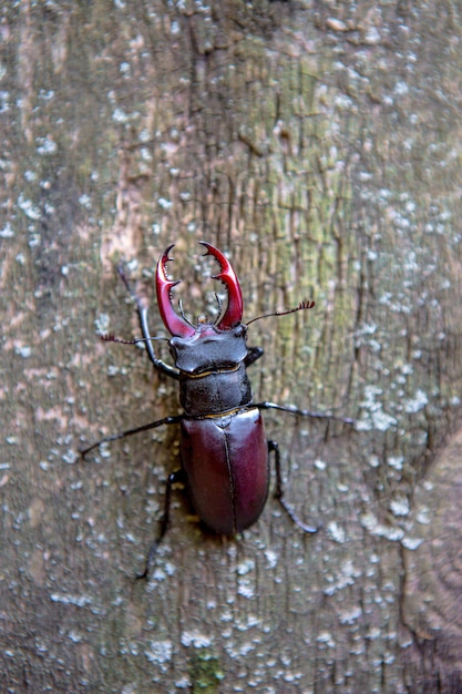 Foto besouro de veado em um de madeira. besouro rinoceronte. besouro de batalha