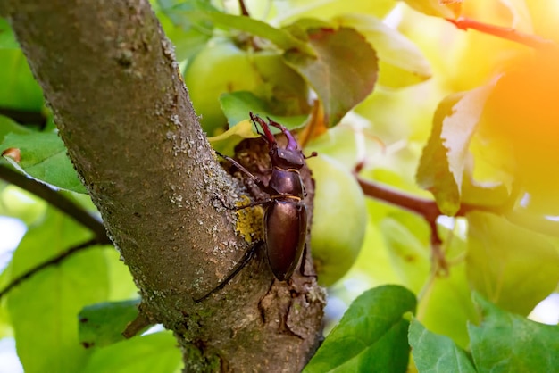 Besouro de veado masculino lucanus cervus