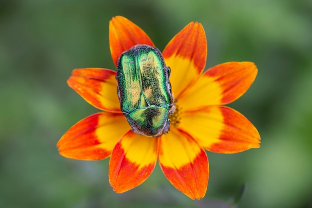 Besouro dourado Cetonia aurata em flores laranja gazania Beleza da natureza