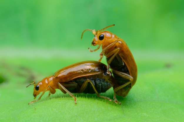 Besouro está criando na folha verde