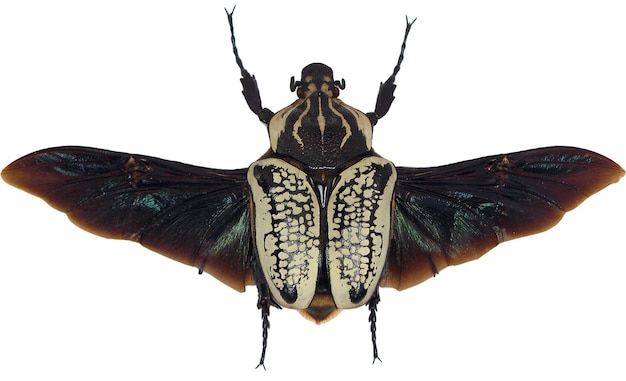 Besouro gigante de flor africano goliathus orientalis feminino espalhar asas negras. isolado. grande bolsa.