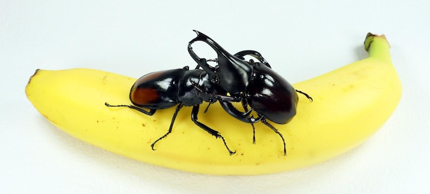 Besouro gigante Hexarthrius parryi, besouro rinoceronte Xylotrupes gideon na banana. batalha de besouro