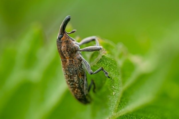 Besouro gorgulho (Lixus punctiventris) sentado em uma folha