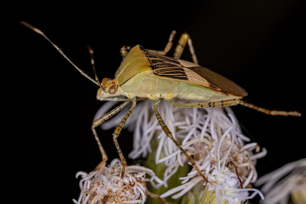 Besouro Longhorn típico da espécie Eburodacrys dubitata