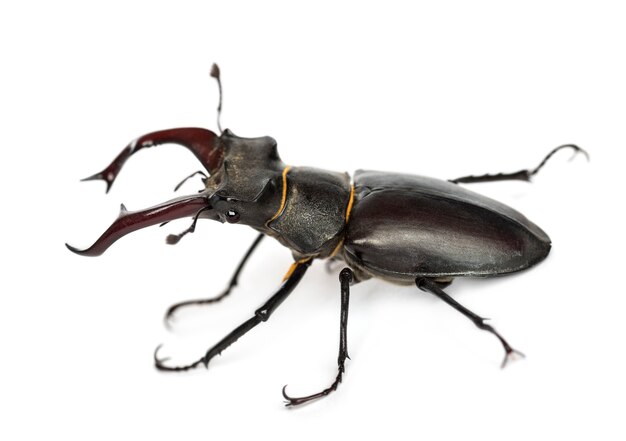 Besouro macho, lucanus cervus contra o espaço em branco