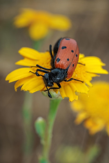 Besouro mylabris hieracii em seu ambiente natural