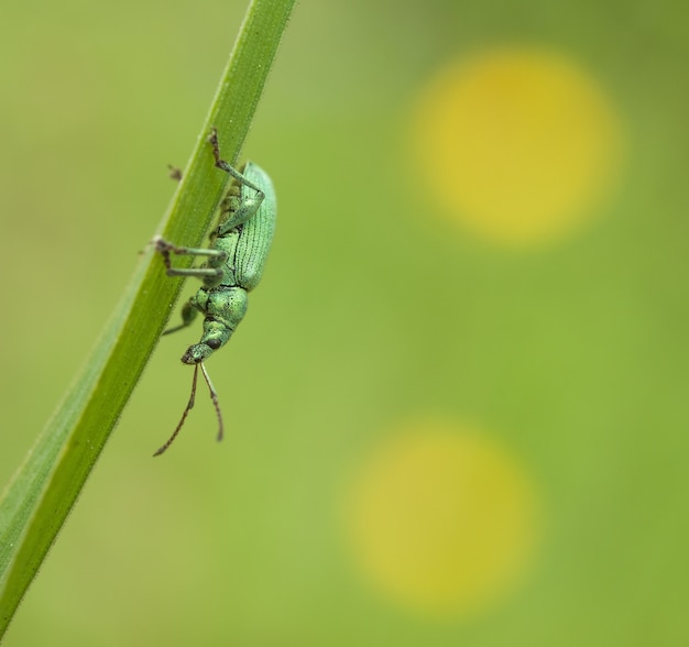 Besouro na folha verde