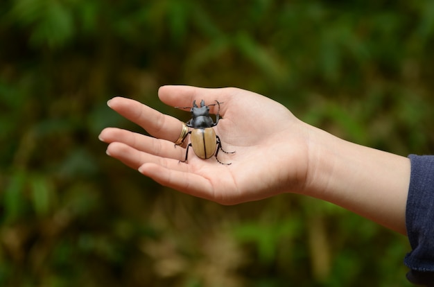 Besouro na mão, conceito de natureza