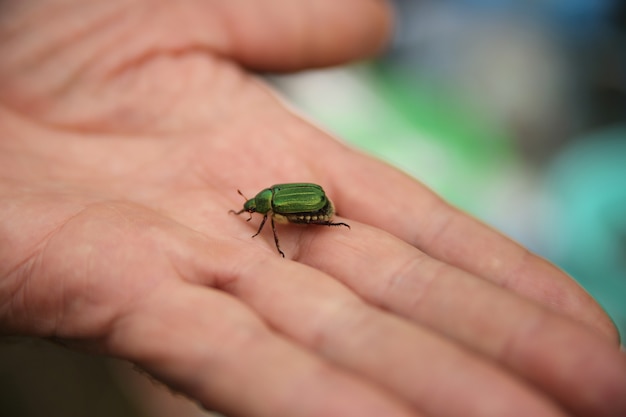 besouro Popillia japonica na palma da mão