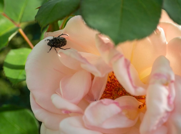 Besouro preto oxythyrea funesta que come rosas na grécia