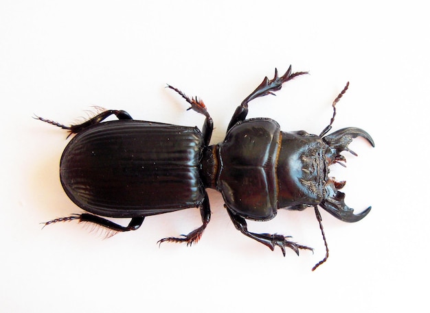 Foto besouro preto predatório isolado no branco. scarites buparius macro close-up, carabidae, coleção