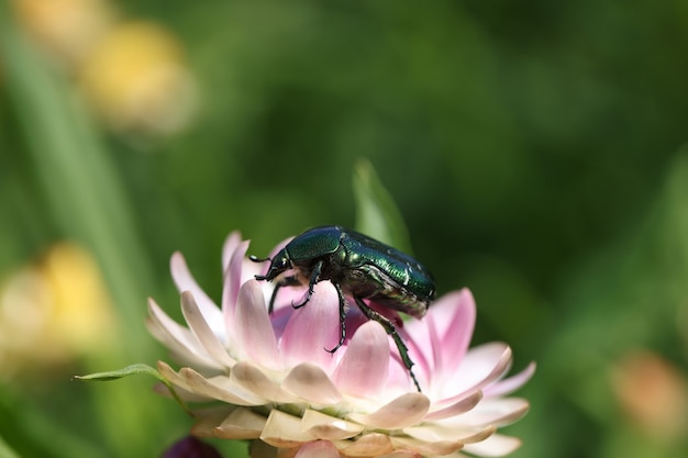 Besouro preto-verde sentado sobre insetos de flores rosa em conceito de ambiente natural