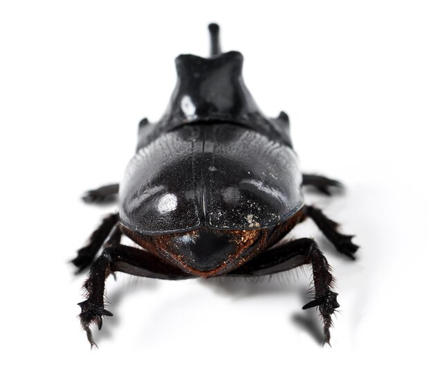 Besouro rinoceronte preto e bug em um fundo branco no estúdio para zoologia da vida selvagem e ecossistema natural Maquete de animais natureza e close-up da criatura para entomologia ambiental e insetos