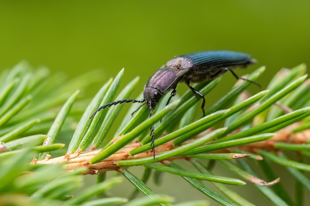 Besouro roxo escuro (Ctenicera pectionicornis) sentado em uma planta.