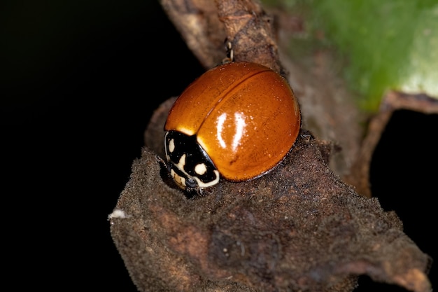 Besouro-senhora adulto imaculado da espécie Cycloneda sanguinea