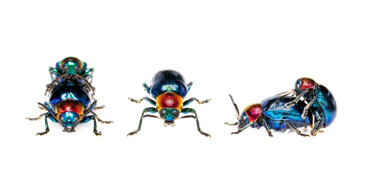 Foto besouro serralha azul tem asas azuis e um casal ruivo faz amor. inseto. animal.
